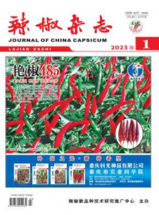 辣椒杂志