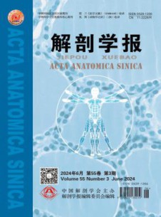解剖学报